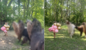 バルーンを抱えて歩く女の子。その後ろには、この子に従うように付いて行こうとする『ある動物』たちの姿がありました！！【海外・動画】