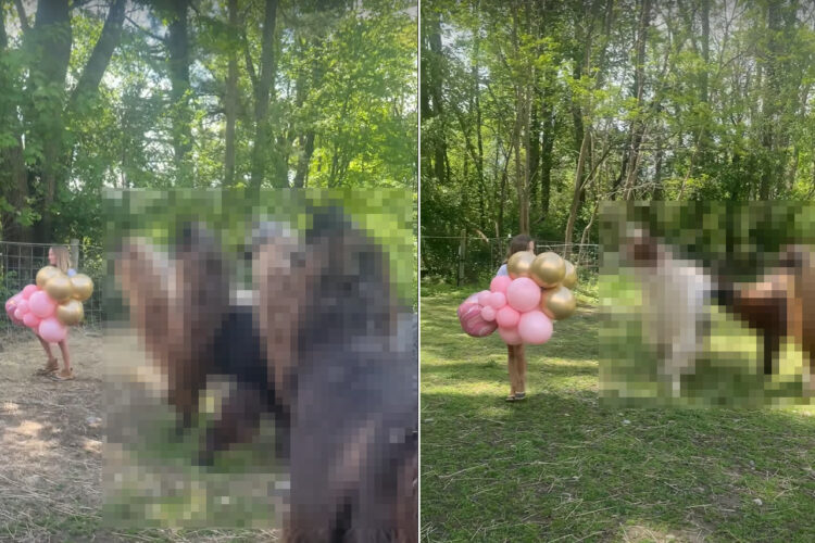 バルーンを抱えて歩く女の子。その後ろには、この子に従うように付いて行こうとする『ある動物』たちの姿がありました！！【海外・動画】