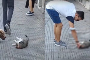 歩道の真ん中に横たわる猫。行き交う人達が見えると・・ゴロンと転がりました！甘やかして欲しくてアピールしています！！【海外・動画】