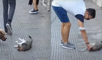 歩道の真ん中に横たわる猫。行き交う人達が見えると・・ゴロンと転がりました！甘やかして欲しくてアピールしています！！【海外・動画】