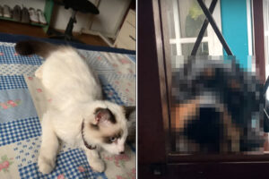 そんな顔をしなくても・・。自宅の中に猫がいるのを目撃した愛犬。初めて見る猫にかなり驚いたみたいです【海外・動画】