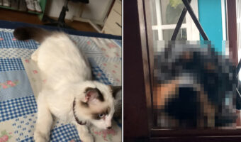 そんな顔をしなくても・・。自宅の中に猫がいるのを目撃した愛犬。初めて見る猫にかなり驚いたみたいです【海外・動画】