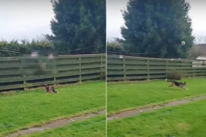 フェンス越しでお隣さんにボール遊びをしてもらう愛犬。ボールを投げるに準備するお隣さんの様子がなんだかシュール【海外・動画】