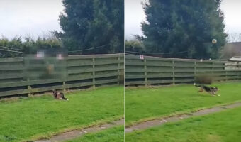 フェンス越しでお隣さんにボール遊びをしてもらう愛犬。ボールを投げるに準備するお隣さんの様子がなんだかシュール【海外・動画】