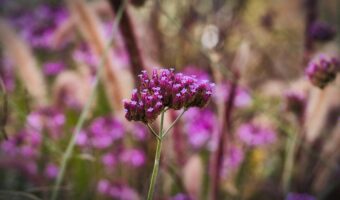 小さな花が集まって咲くバーベナ、その花言葉は？名前の由来は？