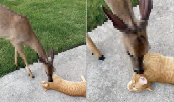 地面にゴロゴロ寝転がっている猫をグルーミングするのは、なんと『あの動物』!毎日やってくるというその親友の正体は・・!?【アメリカ・動画】