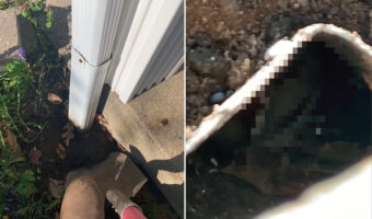 雨樋からなにか物音が！？そこで中を覗いて見ると・・、そこには小鳥の姿が！！救助が間に合ってよかった〜！！【アメリカ・動画】