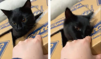 「ここは誰にも譲らニャい!」ダンボールの箱に潜り込んだ黒猫。手を差し出してきた飼い主さんに強烈な一撃をお見舞いします!!【海外・動画】