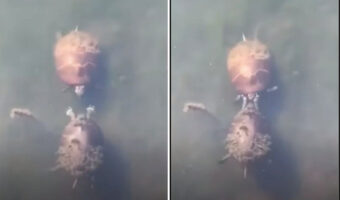 ビンタをするのは仲良しの証拠???カメたちが、まるで水中で追いかけっ子をしてじゃれ合っているような動きをしていました【動画】