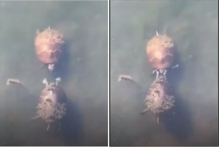 ビンタをするのは仲良しの証拠？？？カメたちが、まるで水中で追いかけっ子をしてじゃれ合っているような動きをしていました【動画】