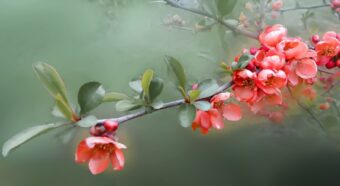 【クイズ】「木瓜」と書いてなんと読む？何を指している名前かわかりますか？