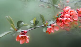 【クイズ】「木瓜」と書いてなんと読む?何を指している名前かわかりますか?