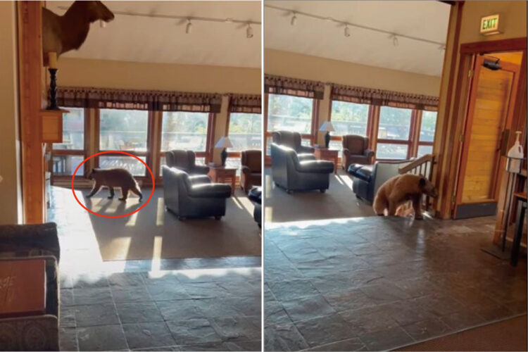 ホテルにクマが迷い込んだ！？！？ヘタすれば一大事・・・かと思いきや、部屋を内覧してチェックアウトしていきました【アメリカ・動画】