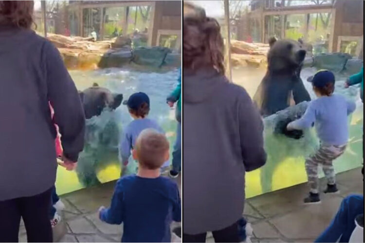 ガラス越しに子供たちと遊ぶクマ。一緒になってジャンプジャンプ！と飛び跳ね続けています【アメリカ・動画】