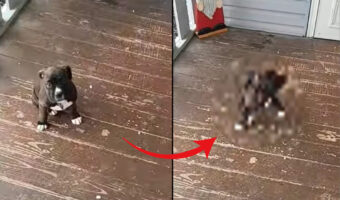飼い主さんのマネをして、生後8週間のボクサー犬がスピンに挑戦!ゆっくりおぼつかない足ですが、グルリと回れるかな?【動画・アメリカ】