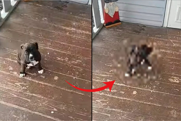 飼い主さんのマネをして、生後8週間のボクサー犬がスピンに挑戦！ゆっくりおぼつかない足ですが、グルリと回れるかな？【動画・アメリカ】