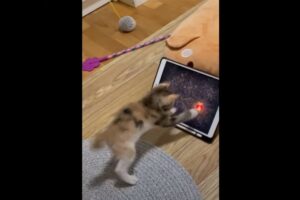 猫にとってのe-sports？画面に向けて猫パンチをしたりやんのかステップで身構えたり・・・、子猫はゲームに夢中で本気です！！【海外・動画】