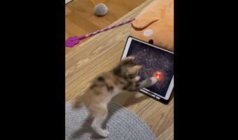 猫にとってのe-sports?画面に向けて猫パンチをしたりやんのかステップで身構えたり・・・、子猫はゲームに夢中で本気です!!【海外・動画】