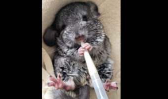 ミルクをこくこくと飲むチンチラの赤ちゃん。お口をもぐもぐ動かしながら一生懸命飲みすすめる姿が尊い【日本国内・動画】