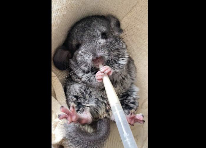 ミルクをこくこくと飲むチンチラの赤ちゃん。お口をもぐもぐ動かしながら一生懸命飲みすすめる姿が尊い【日本国内・動画】