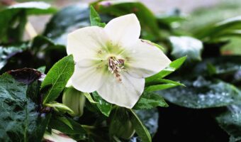 クリスマスの時期に咲く「クリスマスローズ」の花言葉は?実はバラの仲間でもないし、物騒な名前まで持っていた?!