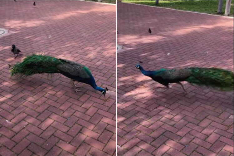 クジャクの尻尾を突っついてちょっかいを出すカラス。2羽は「やめろよ！」「やっていないよ」というやりとりをしているみたいです【海外・動画】