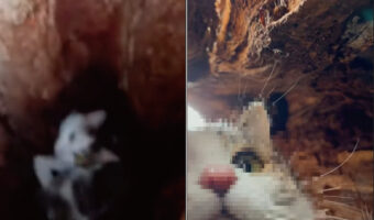 木のウロに入り込んでしまった子猫の様子を確認しようとかざしたスマホを落としたら・・。とてもキュートな子猫の姿が撮れました！【海外・動画】