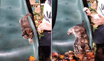 初めて外に出た生後8週間の子猫。庭にあるすべり台を滑って木の葉のカーペットにダイブするのが気に入ったみたいです！！【海外・動画】