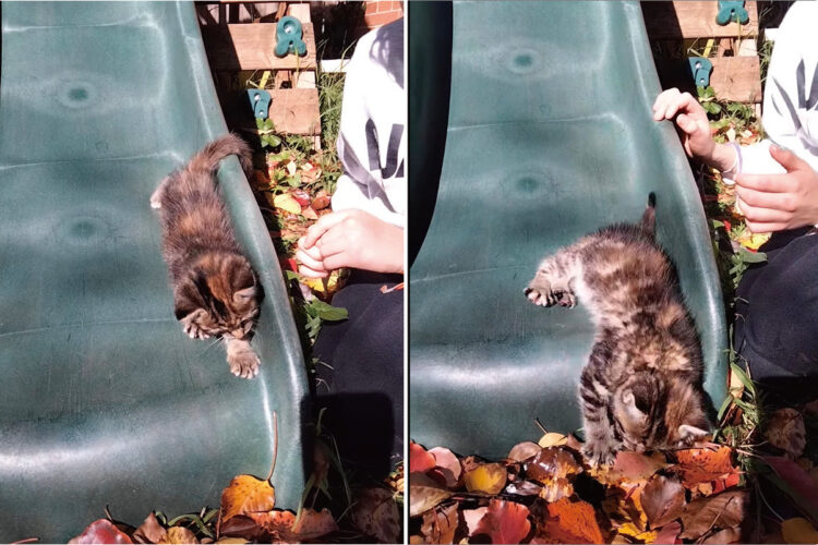 初めて外に出た生後8週間の子猫。庭にあるすべり台を滑って木の葉のカーペットにダイブするのが気に入ったみたいです！！【海外・動画】