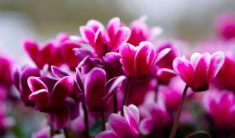 冬を彩る「シクラメン」、その花言葉は怖いもの?プレゼントにはよろしくないとはどういうこと?
