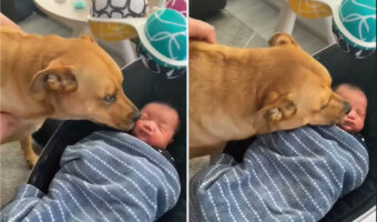 初めて会った赤ちゃんに「はじめまして」の挨拶をする愛犬は暴走気味？！赤ちゃんは寝ているので離れさせようとするのですが・・【アメリカ・動画】