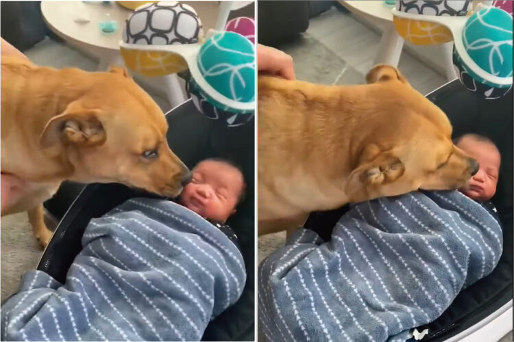 初めて会った赤ちゃんに「はじめまして」の挨拶をする愛犬は暴走気味？！赤ちゃんは寝ているので離れさせようとするのですが・・【アメリカ・動画】