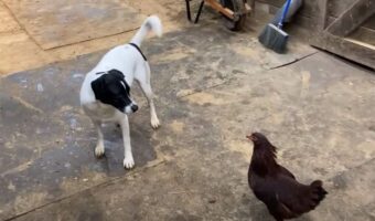 絶妙な距離の詰め方をする犬とニワトリ。その熱い攻防戦は格闘技を彷彿させます!!【海外・動画】