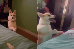 後ろ足で歩くのが大好きなポムスキー。ベッドに横になってテレビを見る飼い主さんたちにアピールするように動き回って楽しそう！【海外・動画】