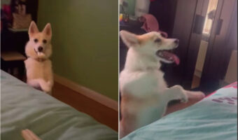 後ろ足で歩くのが大好きなポムスキー。ベッドに横になってテレビを見る飼い主さんたちにアピールするように動き回って楽しそう!【海外・動画】