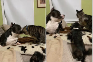 「ケンカはやめるワン！！」仲良く顔を寄せていた犬と猫。なぜか険悪ムードになってしまい・・・。そこへ、中に割って入り仲介する勇敢な子が！