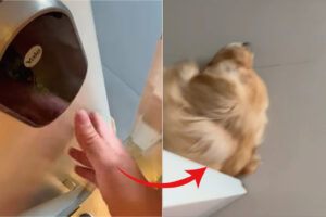 ヒンヤリした床で気持ちよかったのかな？愛犬がお昼寝するために寝転んでいたのは・・・、ちょっと勘弁してほしい場所でした！！【海外・動画】