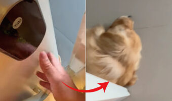 ヒンヤリした床で気持ちよかったのかな？愛犬がお昼寝するために寝転んでいたのは・・・、ちょっと勘弁してほしい場所でした！！【海外・動画】