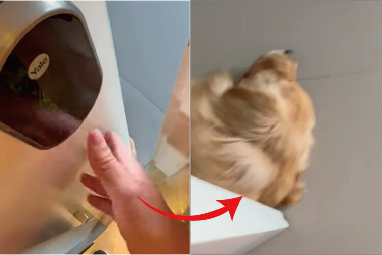 ヒンヤリした床で気持ちよかったのかな？愛犬がお昼寝するために寝転んでいたのは・・・、ちょっと勘弁してほしい場所でした！！【海外・動画】