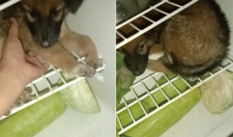 「暑いから出たくないワン!」冷蔵庫で涼む愛犬を外へ連れ出したのですが・・、愛犬は再び冷蔵庫の中へ戻ろうとするのでした【海外・動画】