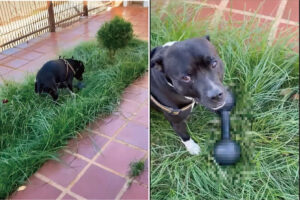 なにかをくわえ、外へと出ていった犬。まるでオモチャのようにしてくわえていったけど・・、それってとても重いんじゃないの？【海外・動画】