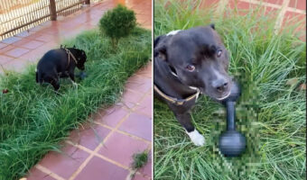 なにかをくわえ、外へと出ていった犬。まるでオモチャのようにしてくわえていったけど・・、それってとても重いんじゃないの？【海外・動画】