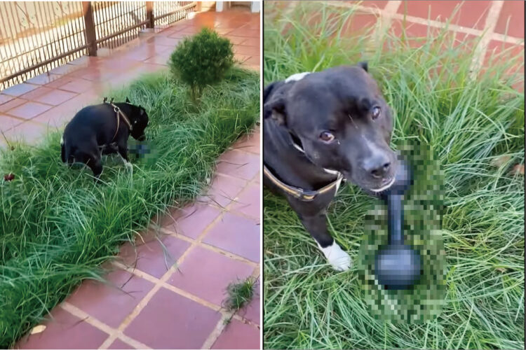 なにかをくわえ、外へと出ていった犬。まるでオモチャのようにしてくわえていったけど・・、それってとても重いんじゃないの？【海外・動画】