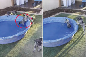 初めてのプールに落ちそうになるのを耐える子犬。堪えきれずとうとう落ちてしまったのですが・・、その時のリアクションは？！【海外・動画】