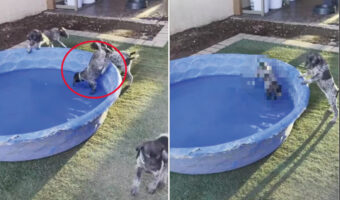初めてのプールに落ちそうになるのを耐える子犬。堪えきれずとうとう落ちてしまったのですが・・、その時のリアクションは?!【海外・動画】
