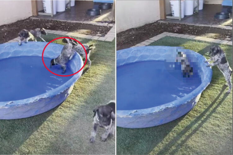 初めてのプールに落ちそうになるのを耐える子犬。堪えきれずとうとう落ちてしまったのですが・・、その時のリアクションは？！【海外・動画】