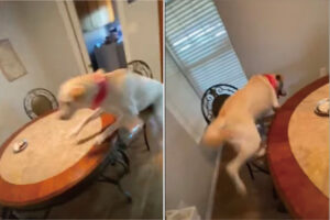 誕生日のご馳走に大興奮！テーブルに飛び乗ろうとしたイヌでしたが、スルッと滑って・・・ご馳走の前を通過してしまいました！！【海外・動画】