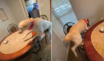 誕生日のご馳走に大興奮!テーブルに飛び乗ろうとしたイヌでしたが、スルッと滑って・・・ご馳走の前を通過してしまいました!!【海外・動画】