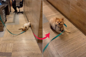 駄々をこねてロビーで寝っ転がる愛犬。これは手を焼くかと思いきや、起こすのは簡単！魔法の言葉『〇〇〇』と唱えると・・！！【アメリカ・動画】