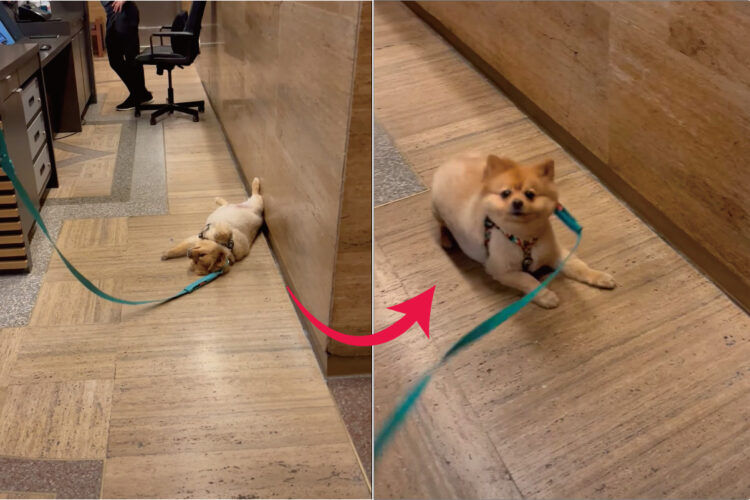 駄々をこねてロビーで寝っ転がる愛犬。これは手を焼くかと思いきや、起こすのは簡単！魔法の言葉『〇〇〇』と唱えると・・！！【アメリカ・動画】